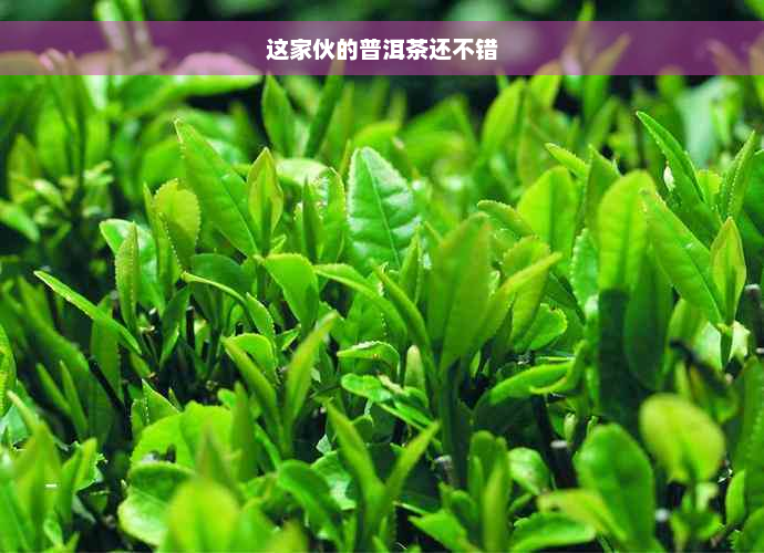 这家伙的普洱茶还不错