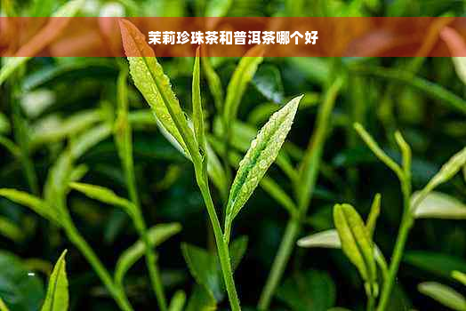 茉莉珍珠茶和普洱茶哪个好