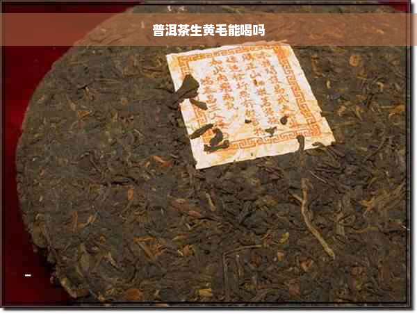 普洱茶生黄毛能喝吗