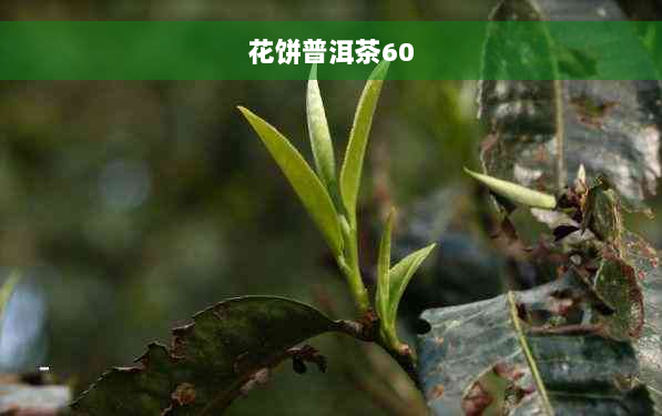 花饼普洱茶60