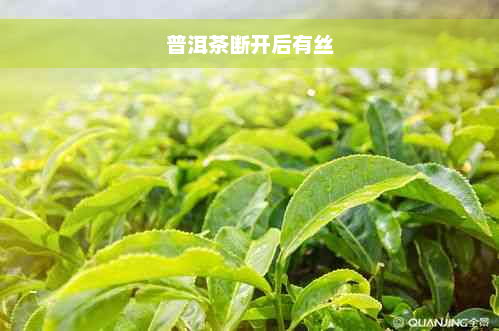 普洱茶断开后有丝