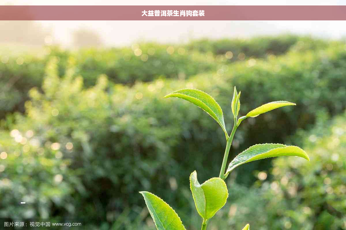 大益普洱茶生肖狗套装