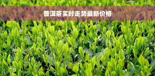 普洱茶实时走势最新价格