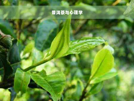 普洱茶与心理学