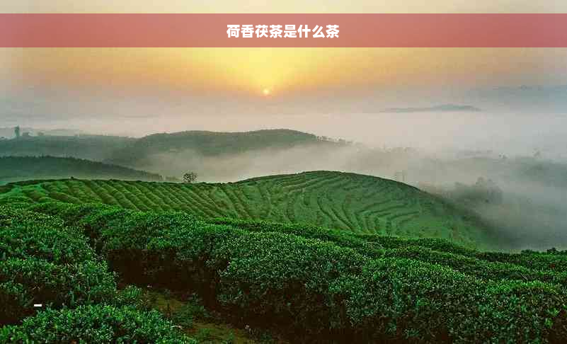 荷香茯茶是什么茶