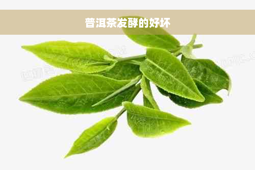 普洱茶发酵的好坏