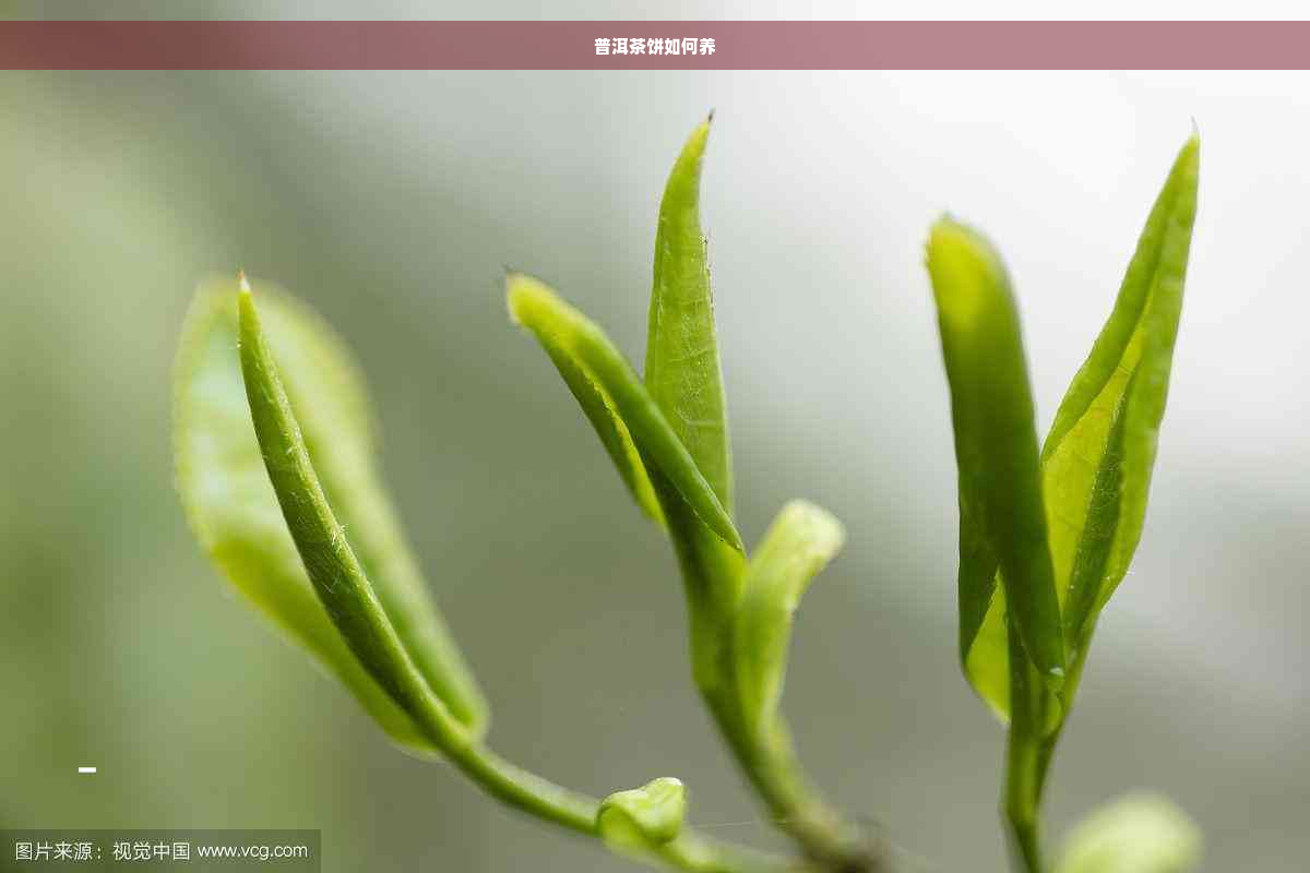 普洱茶饼如何养