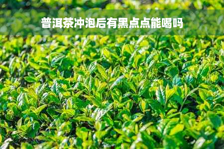 普洱茶冲泡后有黑点点能喝吗