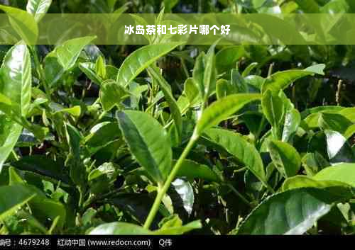 冰岛茶和七彩片哪个好