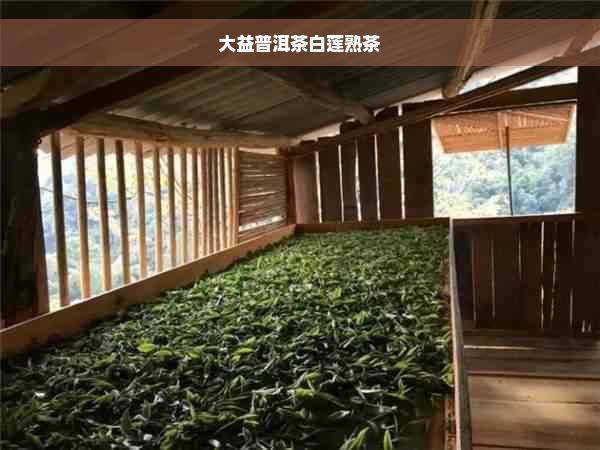 大益普洱茶白莲熟茶