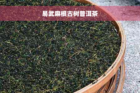 易武麻根古树普洱茶