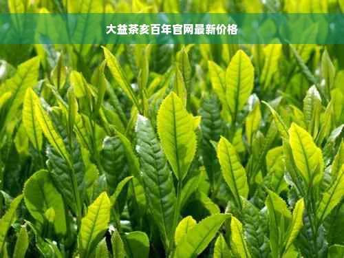 大益茶亥百年官网最新价格