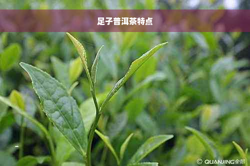 足子普洱茶特点