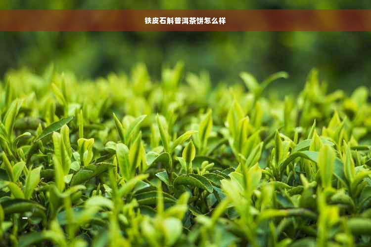 铁皮石斛普洱茶饼怎么样