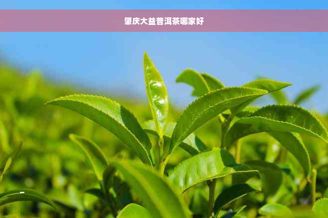 肇庆大益普洱茶哪家好