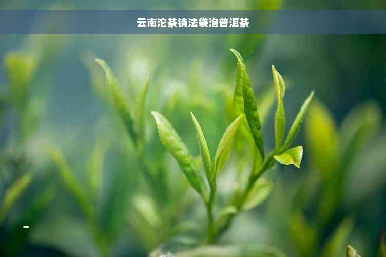 云南沱茶销法袋泡普洱茶