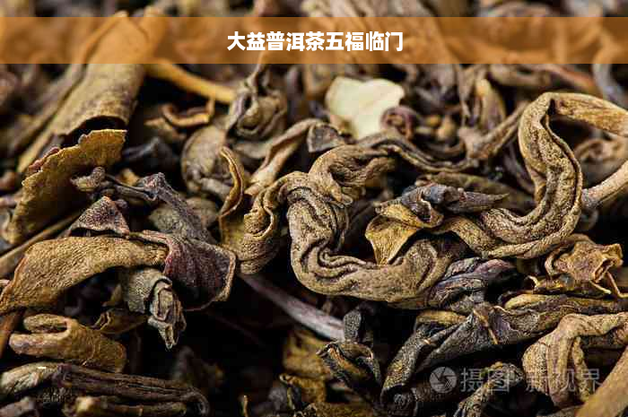 大益普洱茶五福临门