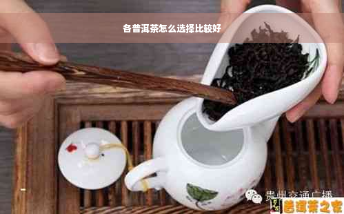 各普洱茶怎么选择比较好