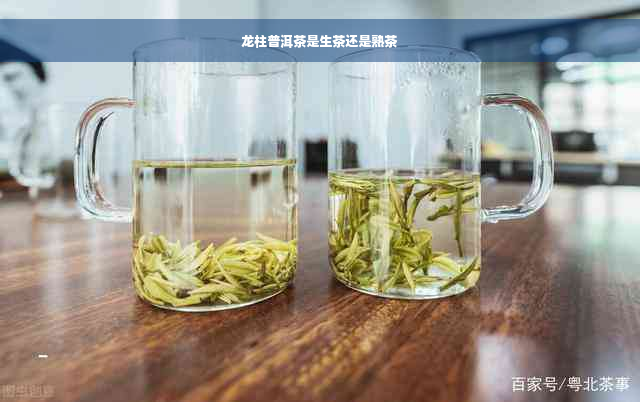 龙柱普洱茶是生茶还是熟茶