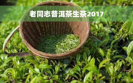 老同志普洱茶生茶2017