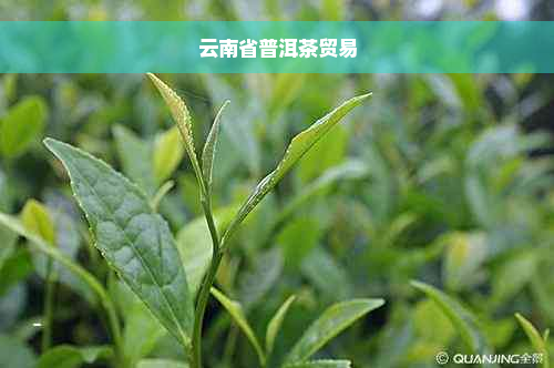 云南省普洱茶贸易