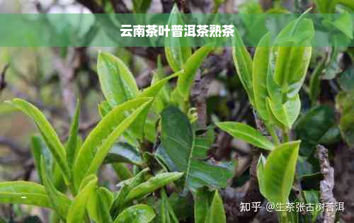 云南茶叶普洱茶熟茶