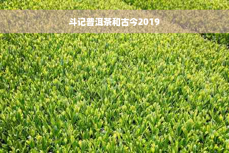 斗记普洱茶和古今2019