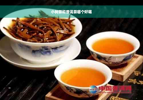 小树茶和普洱茶哪个好喝