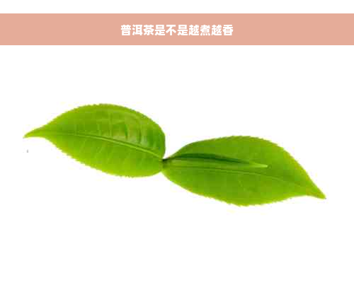 普洱茶是不是越煮越香