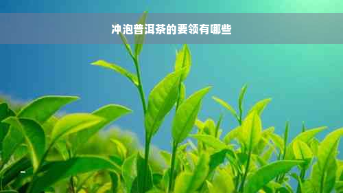 冲泡普洱茶的要领有哪些