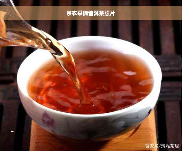 茶农采摘普洱茶照片