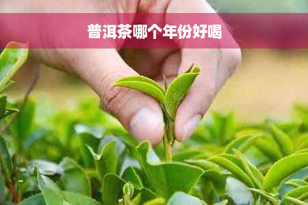 普洱茶哪个年份好喝