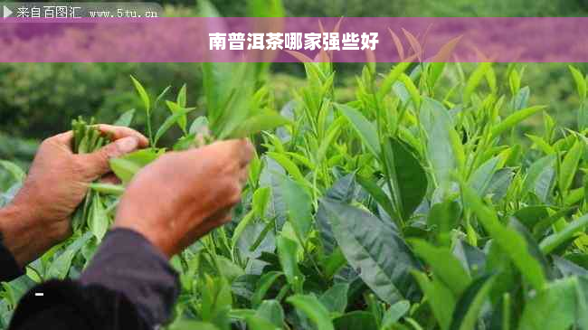 南普洱茶哪家强些好