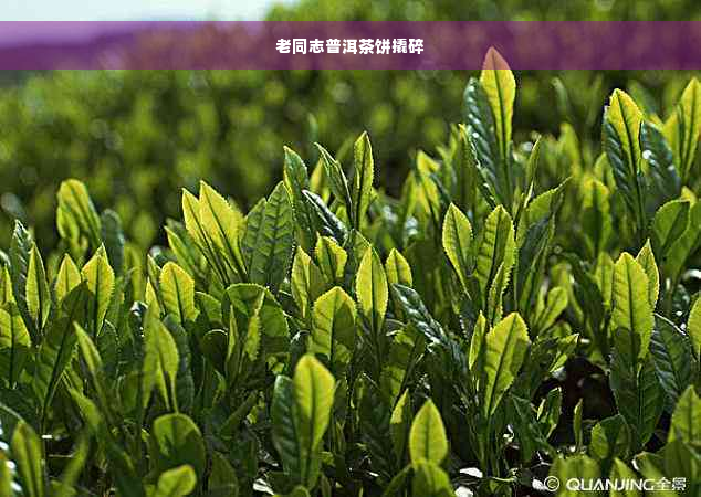 老同志普洱茶饼撬碎