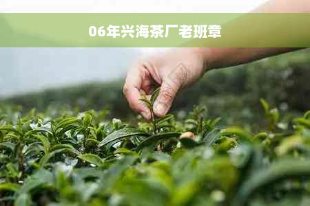 06年兴海茶厂老班章