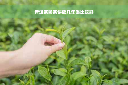 普洱茶熟茶饼放几年喝比较好