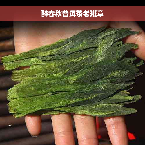 醉春秋普洱茶老班章