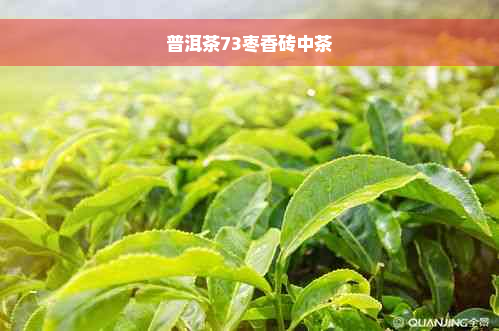 普洱茶73枣香砖中茶