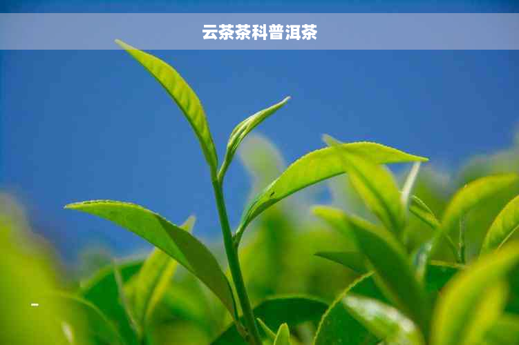 云茶茶科普洱茶