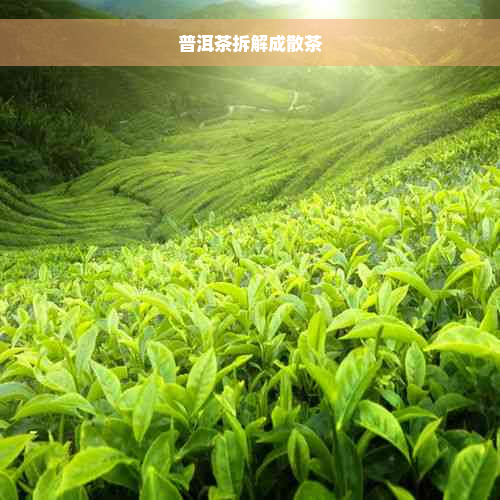 普洱茶拆解成散茶