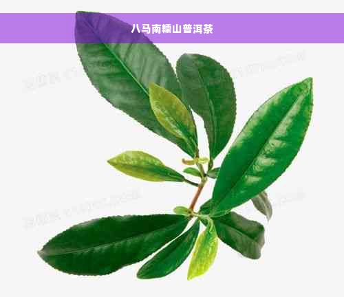 八马南糯山普洱茶