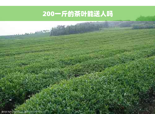 200一斤的茶叶能送人吗