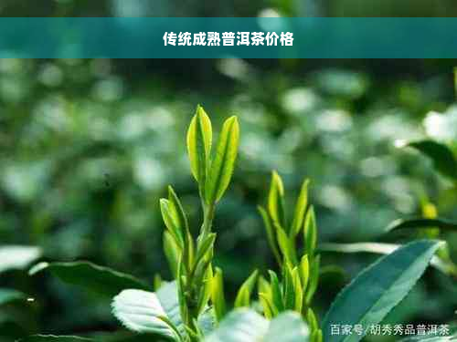 传统成熟普洱茶价格