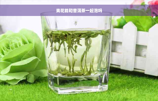 夷花能和普洱茶一起泡吗