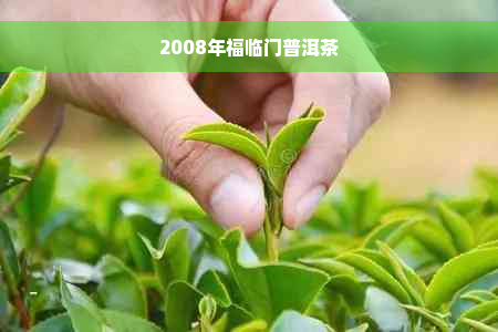 2008年福临门普洱茶