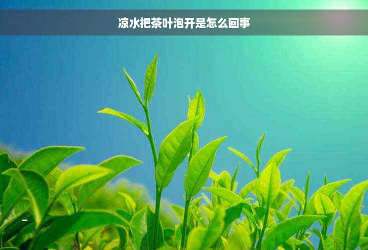 凉水把茶叶泡开是怎么回事