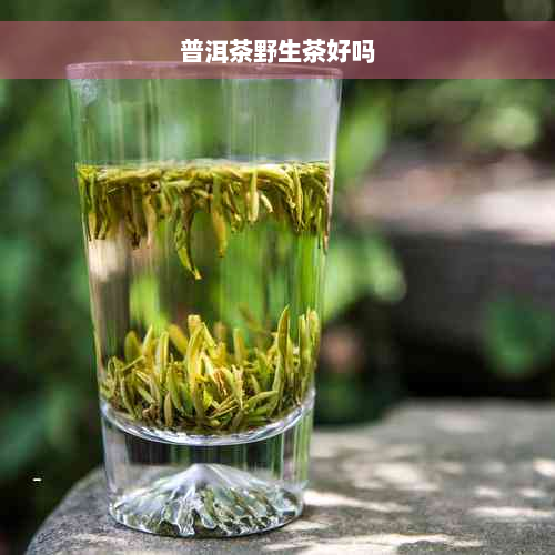 普洱茶野生茶好吗