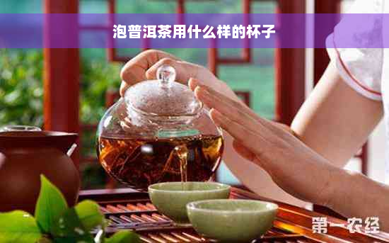 泡普洱茶用什么样的杯子