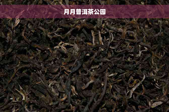 月月普洱茶公园