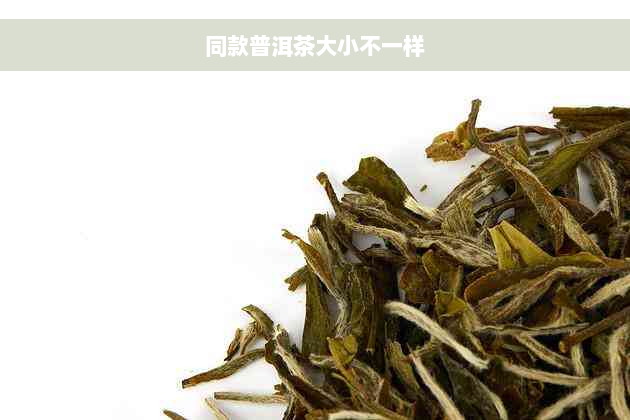 同款普洱茶大小不一样